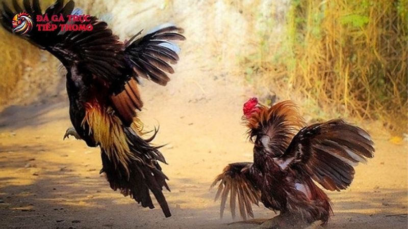Trang Chủ 8 Đá gà cựa sắt mãn nhãn người xem