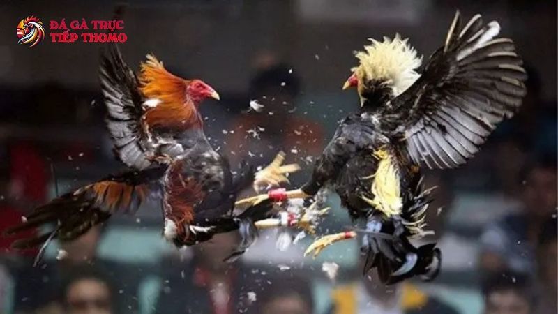 Trang Chủ 6 Gà chiến được tuyển chọn kỹ lưỡng