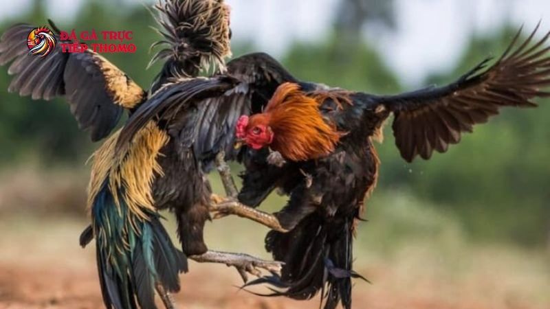 Trang Chủ 9 Loại hình đá gà đòn có sức hút tuyệt vời