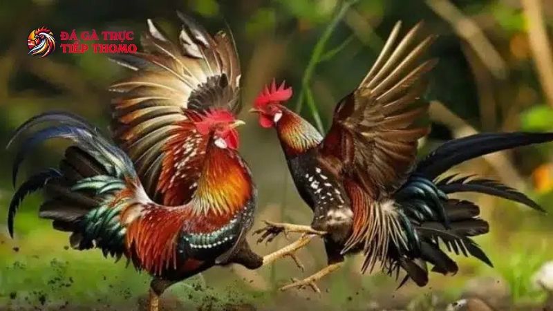 Trang Chủ 11 Theo dõi đá gà tại DAGATHOMO